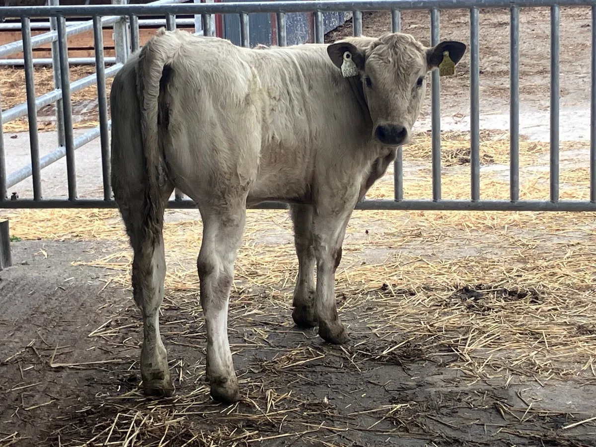 Smashing Charlaois heifer Weanling for sale - Image 1