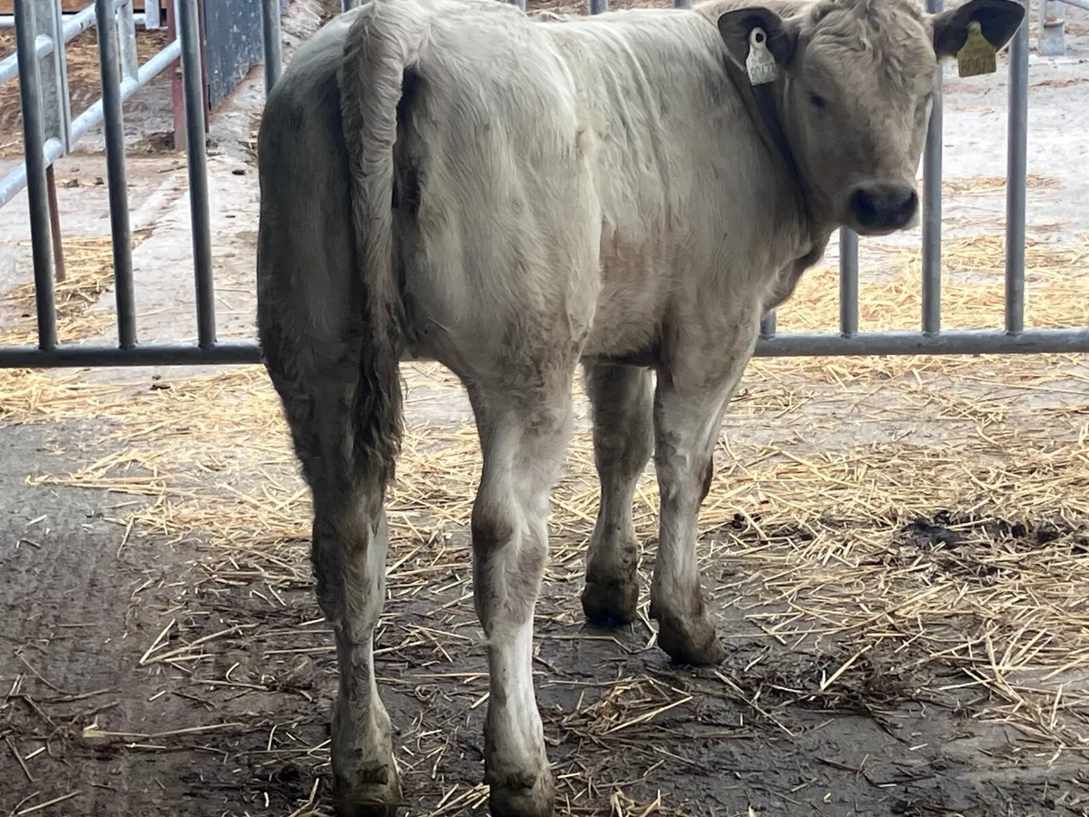 Smashing Charlaois heifer Weanling for sale - Image 2