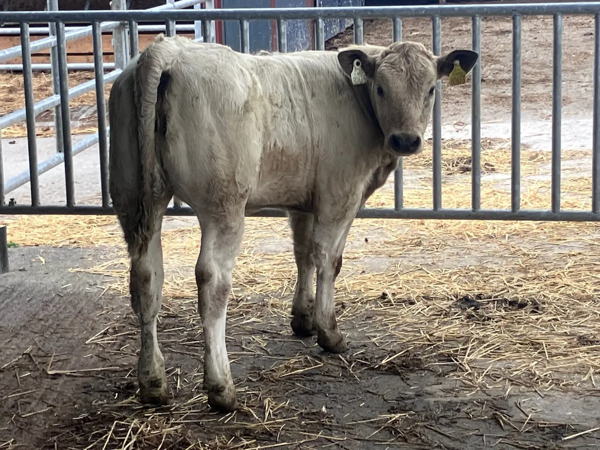 Smashing Charlaois heifer Weanling for sale - Image 3