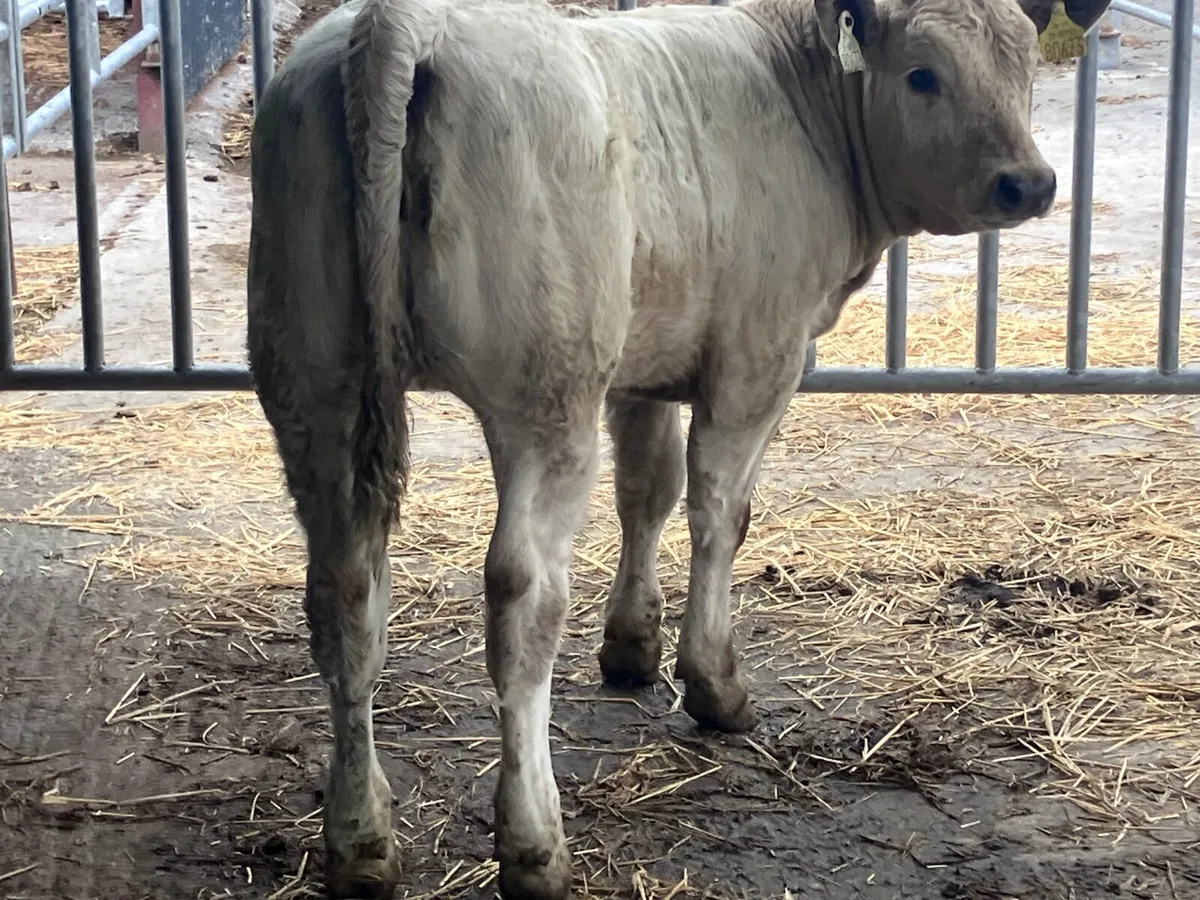 Smashing Charlaois heifer Weanling for sale - Image 4