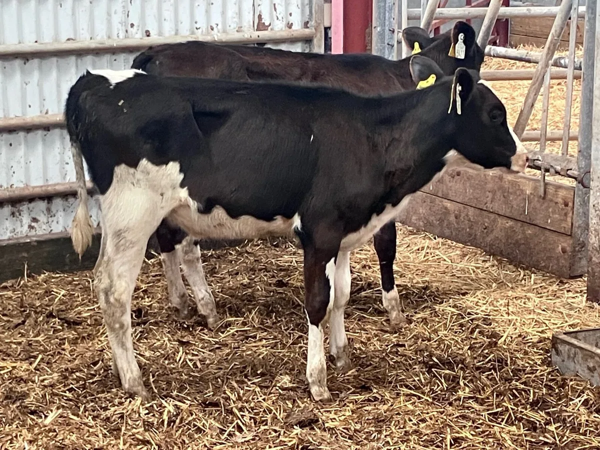 2 Feb born Freisan heifer calves for sale - Image 1