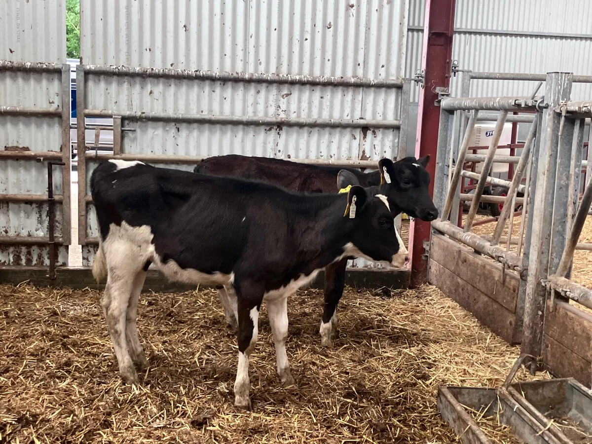 2 Feb born Freisan heifer calves for sale - Image 2