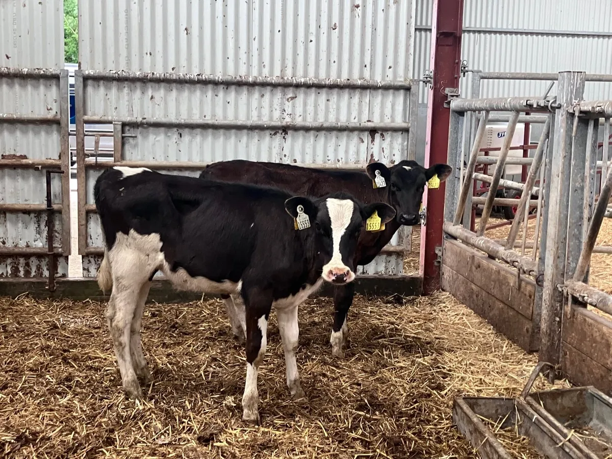 2 Feb born Freisan heifer calves for sale - Image 3