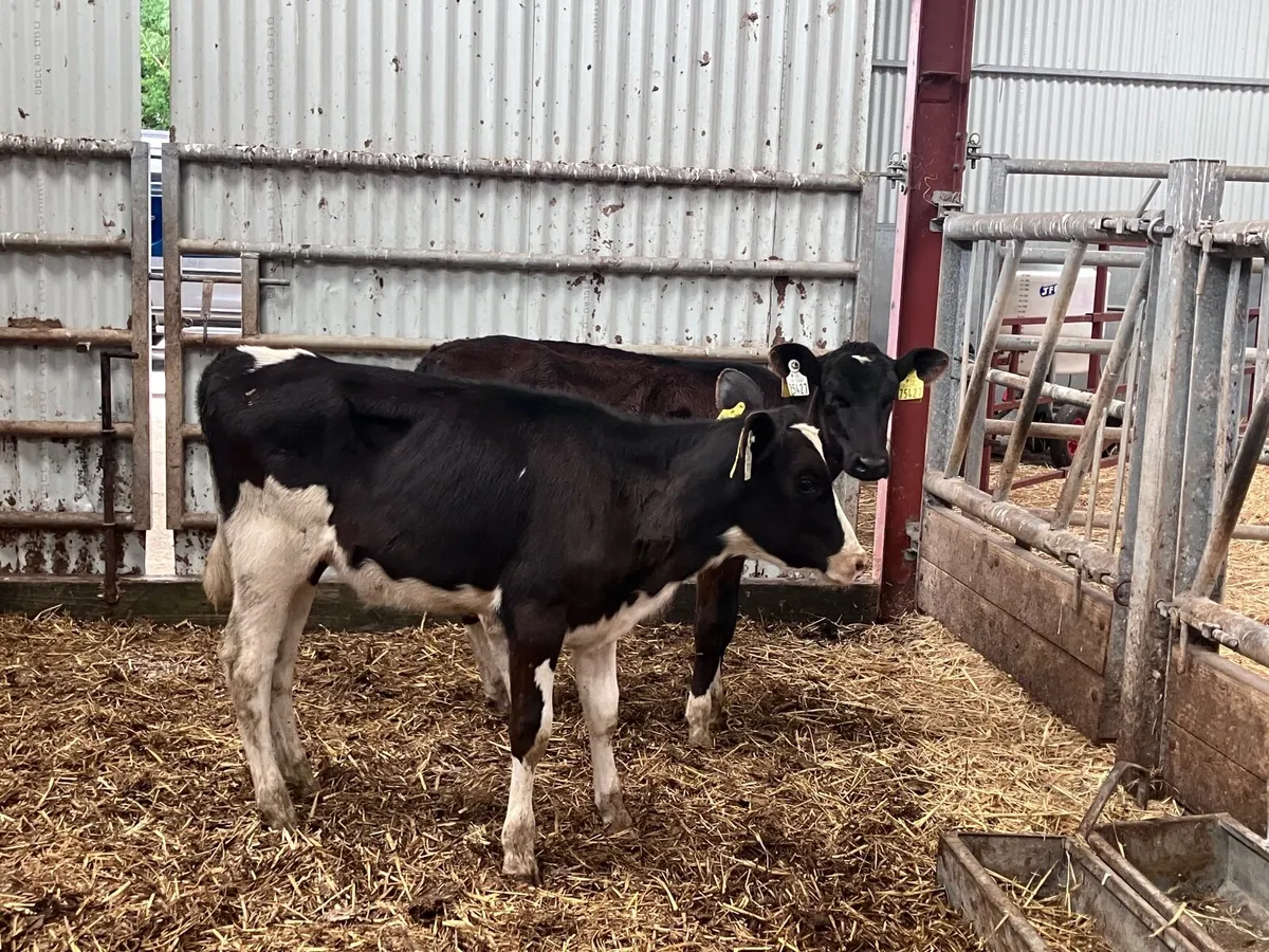 2 Feb born Freisan heifer calves for sale - Image 4