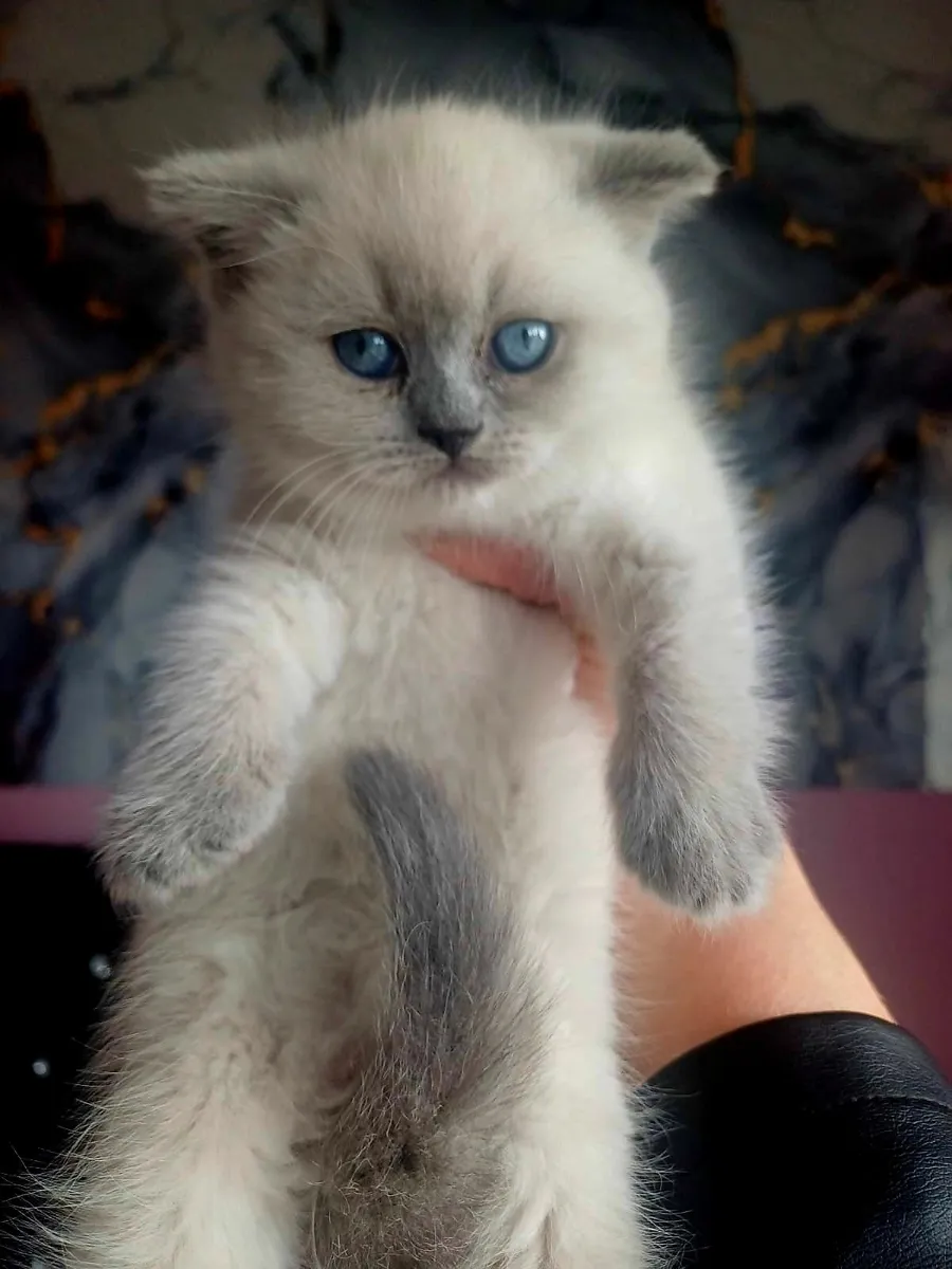 British shorthair kittens - Image 2