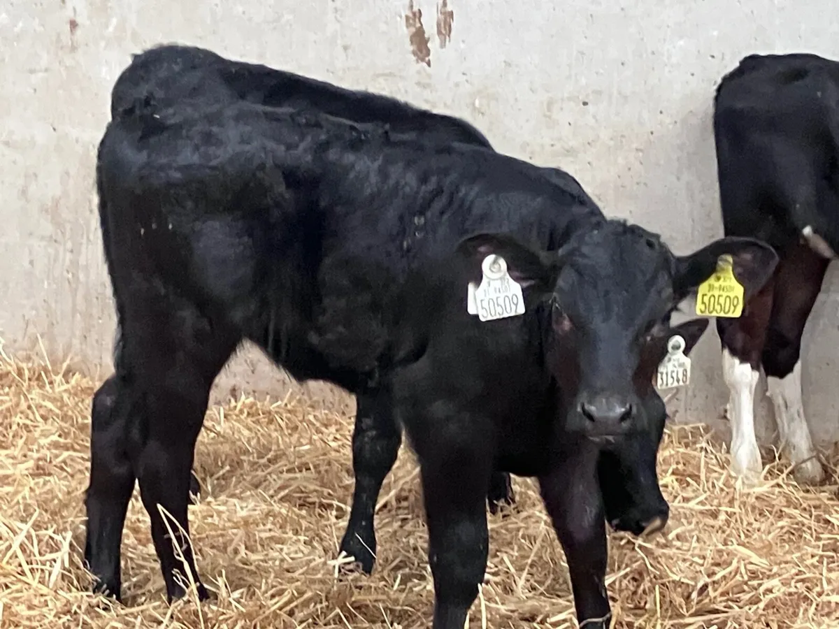 4 top quality hereford & angus heifer calves for s - Image 1