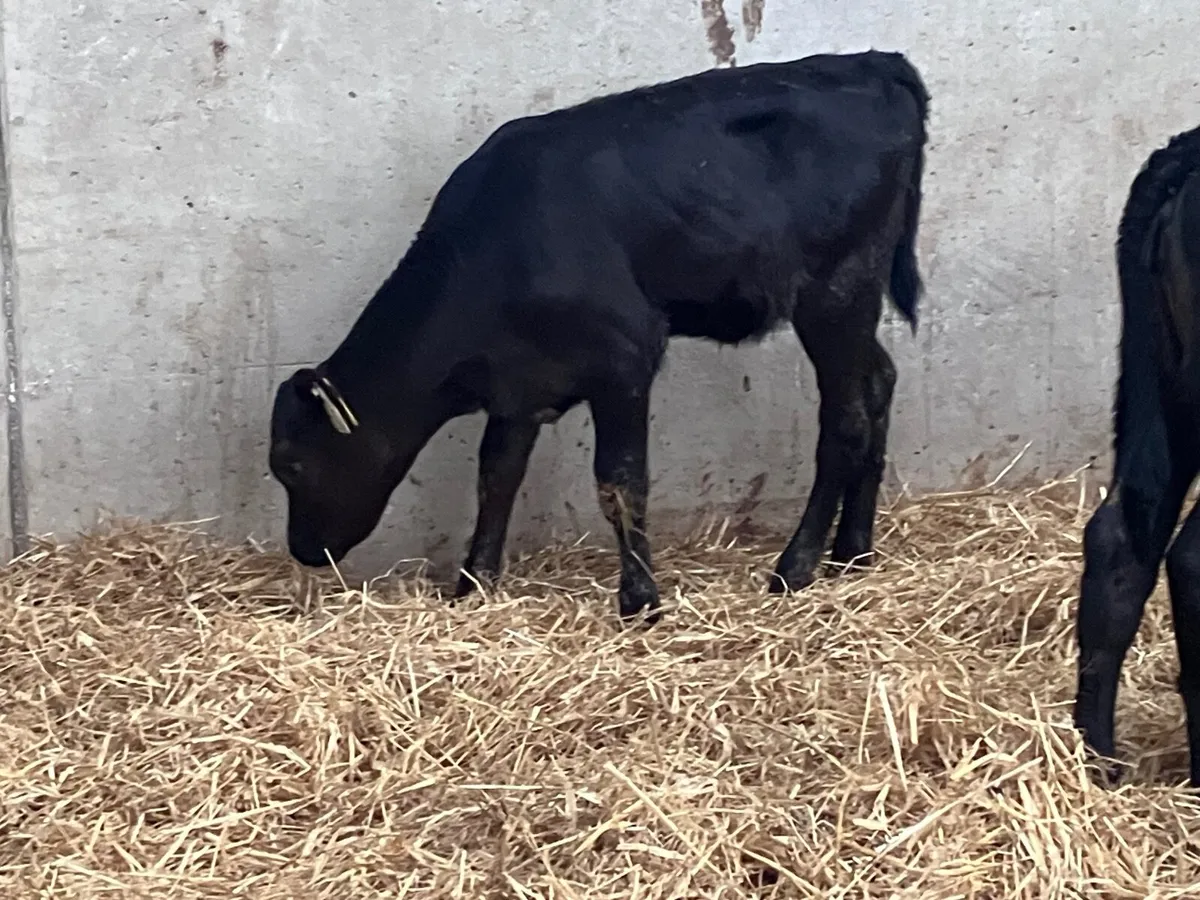 4 top quality hereford & angus heifer calves for s - Image 2