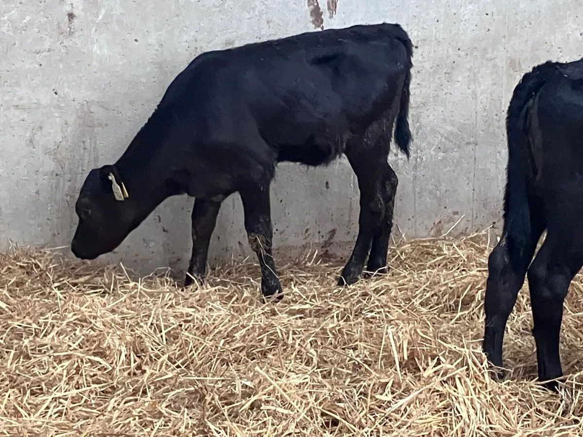 4 top quality hereford & angus heifer calves for s - Image 3