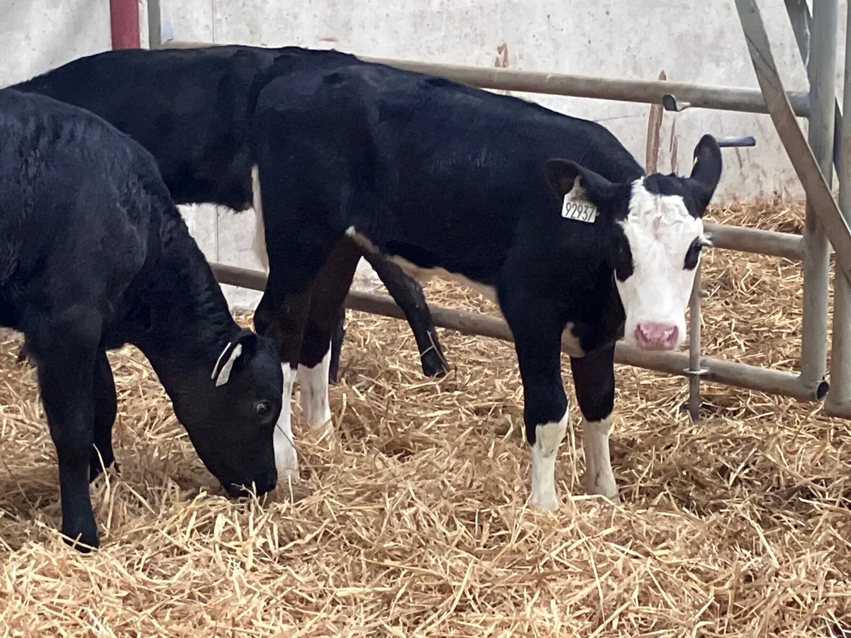 4 top quality hereford & angus heifer calves for s - Image 4