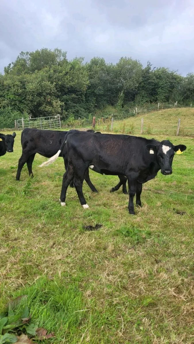 Angus Heifers - Image 1
