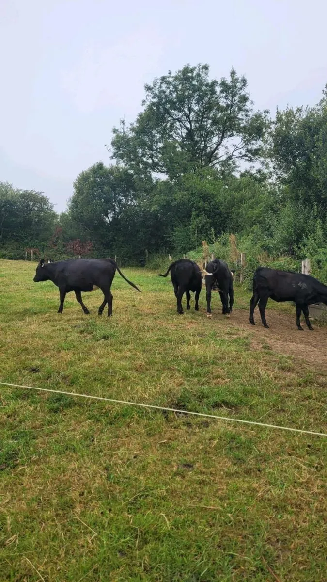 Angus Heifers - Image 2