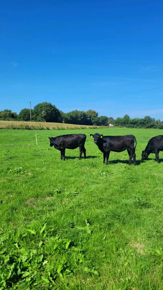 Angus Heifers - Image 4
