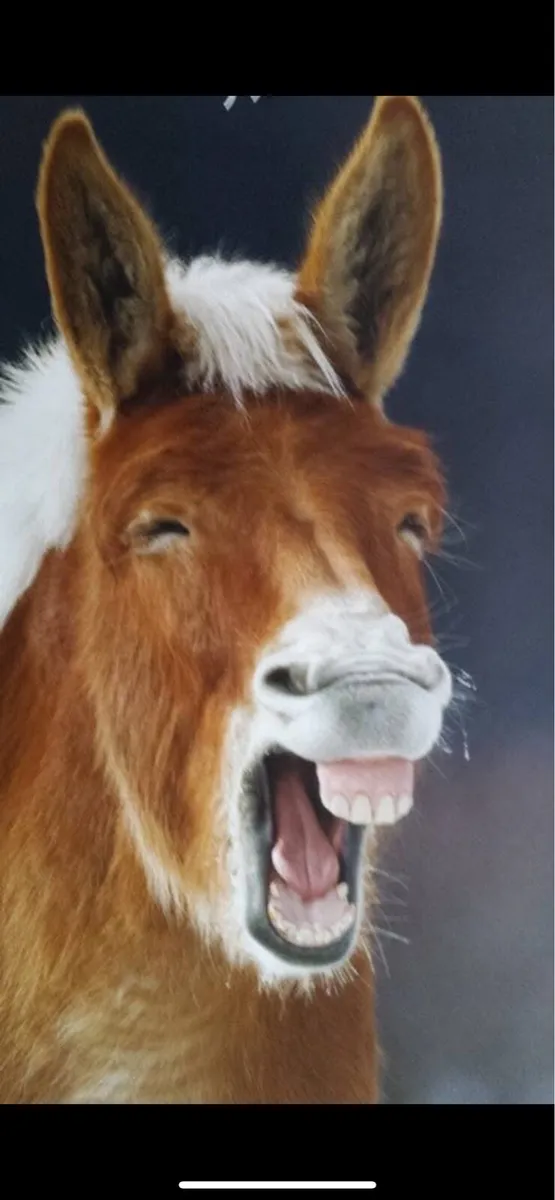 Donkey