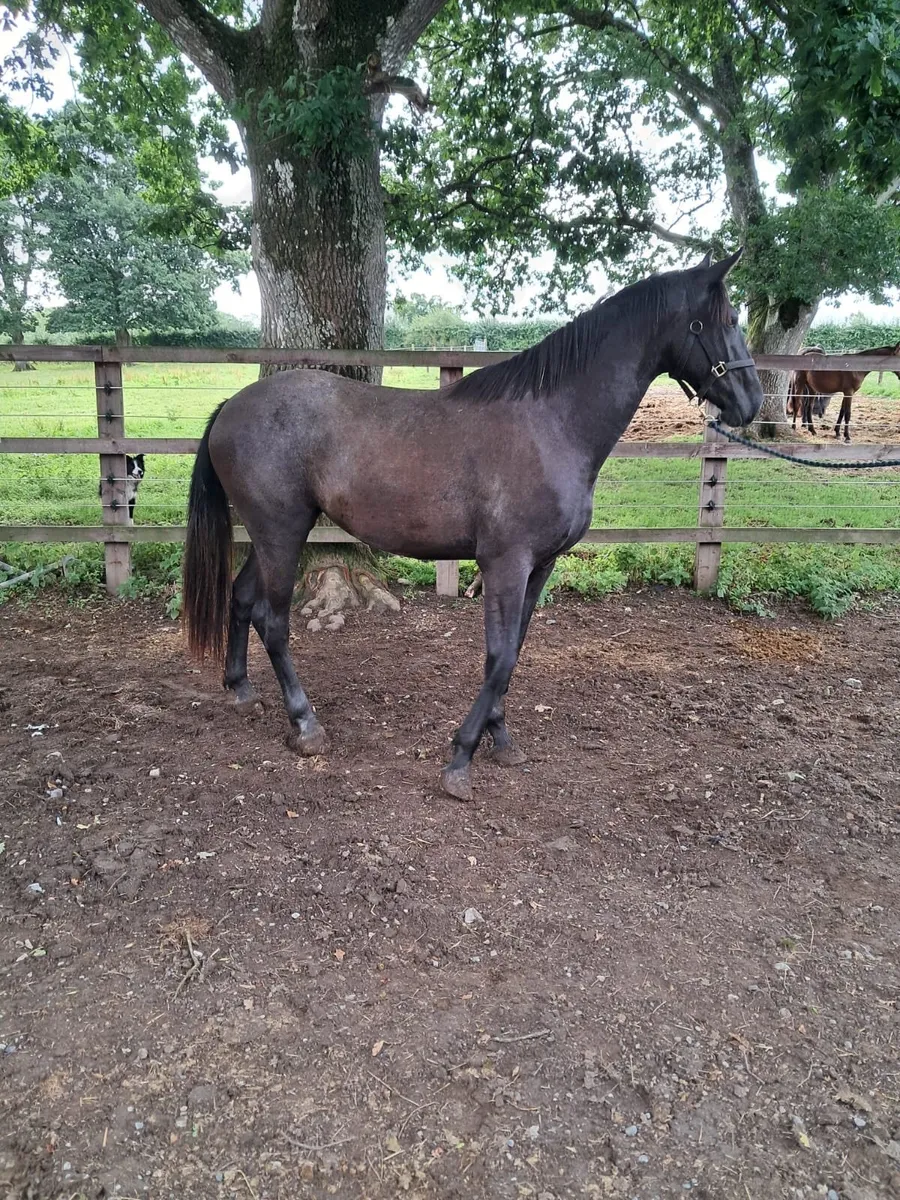 3yr Filly, Draught. Carrabawn Cross/HuntingRebel - Image 2