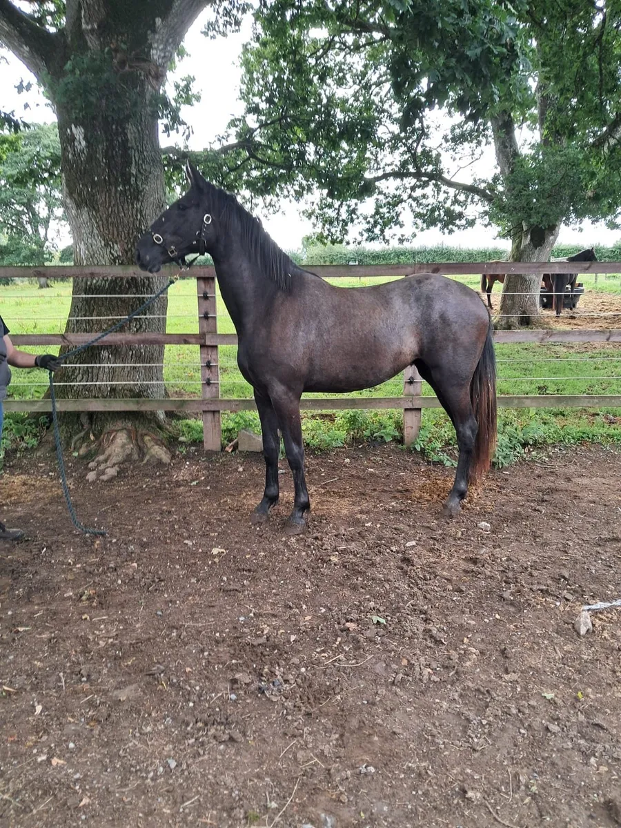 3yr Filly, Draught. Carrabawn Cross/HuntingRebel - Image 3