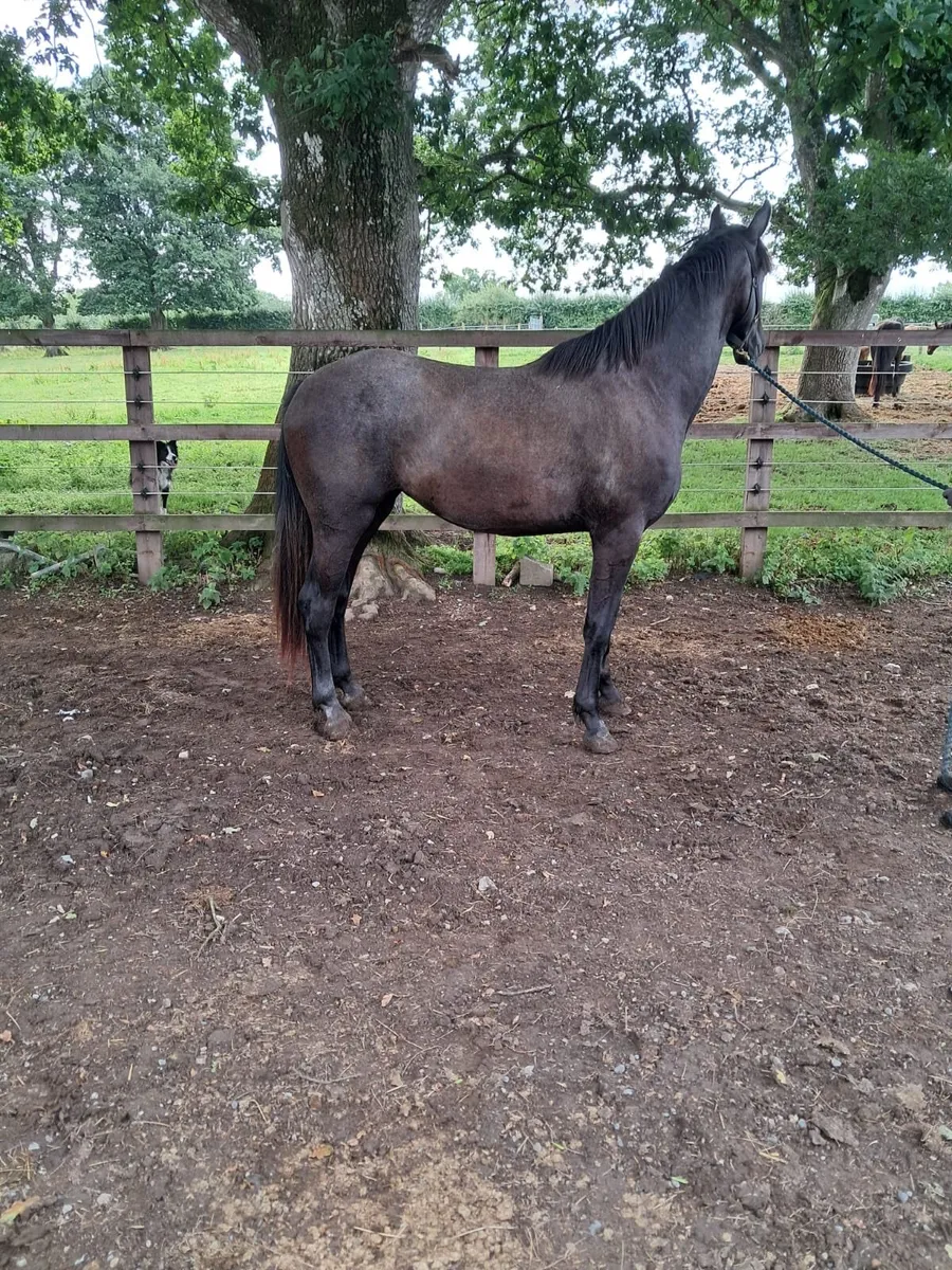 3yr Filly, Draught. Carrabawn Cross/HuntingRebel - Image 4