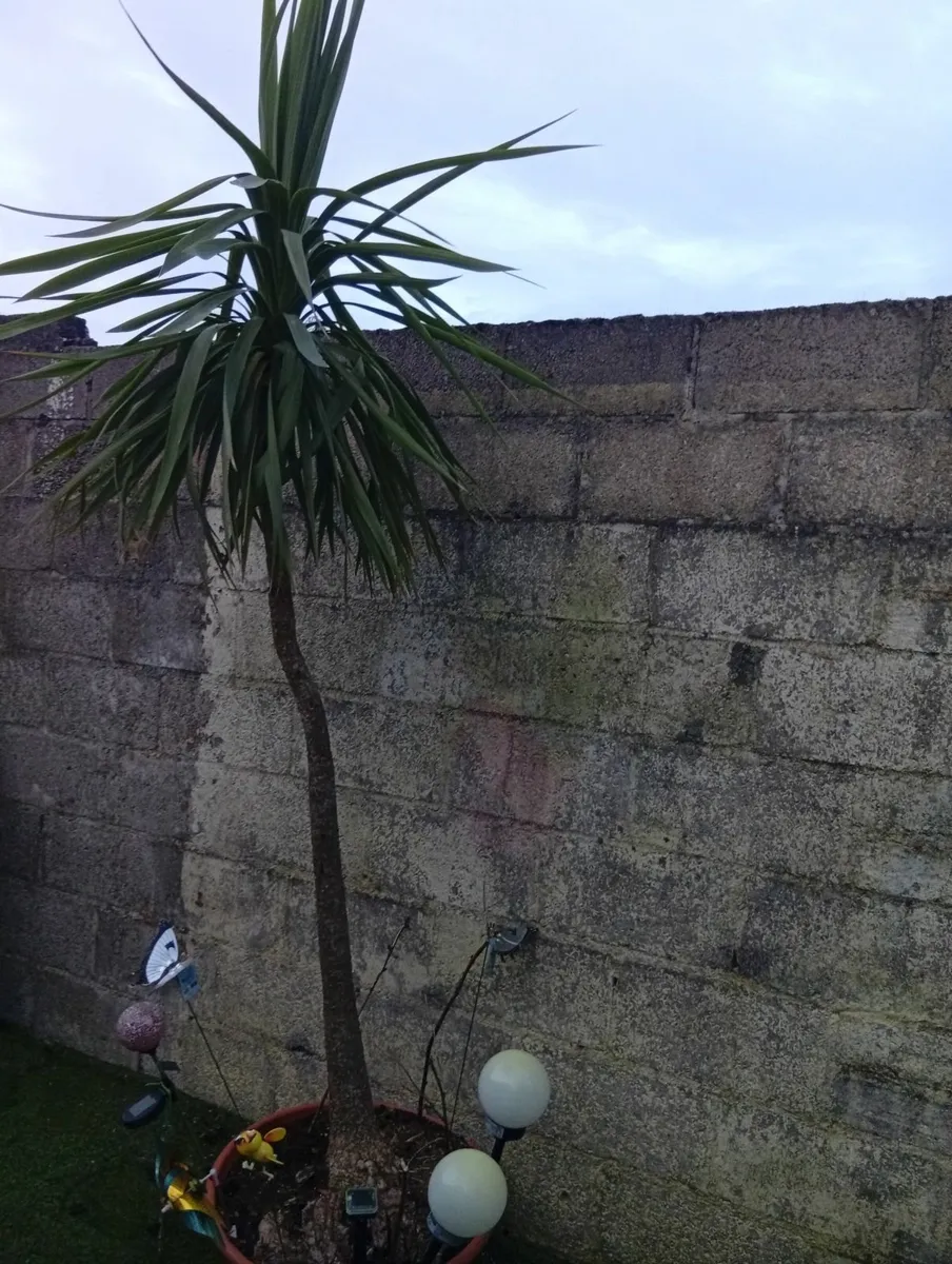 Huge 9.8ft Yucca palm tree in pot - Image 2