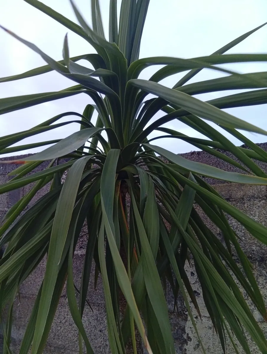 Huge 9.8ft Yucca palm tree in pot - Image 3