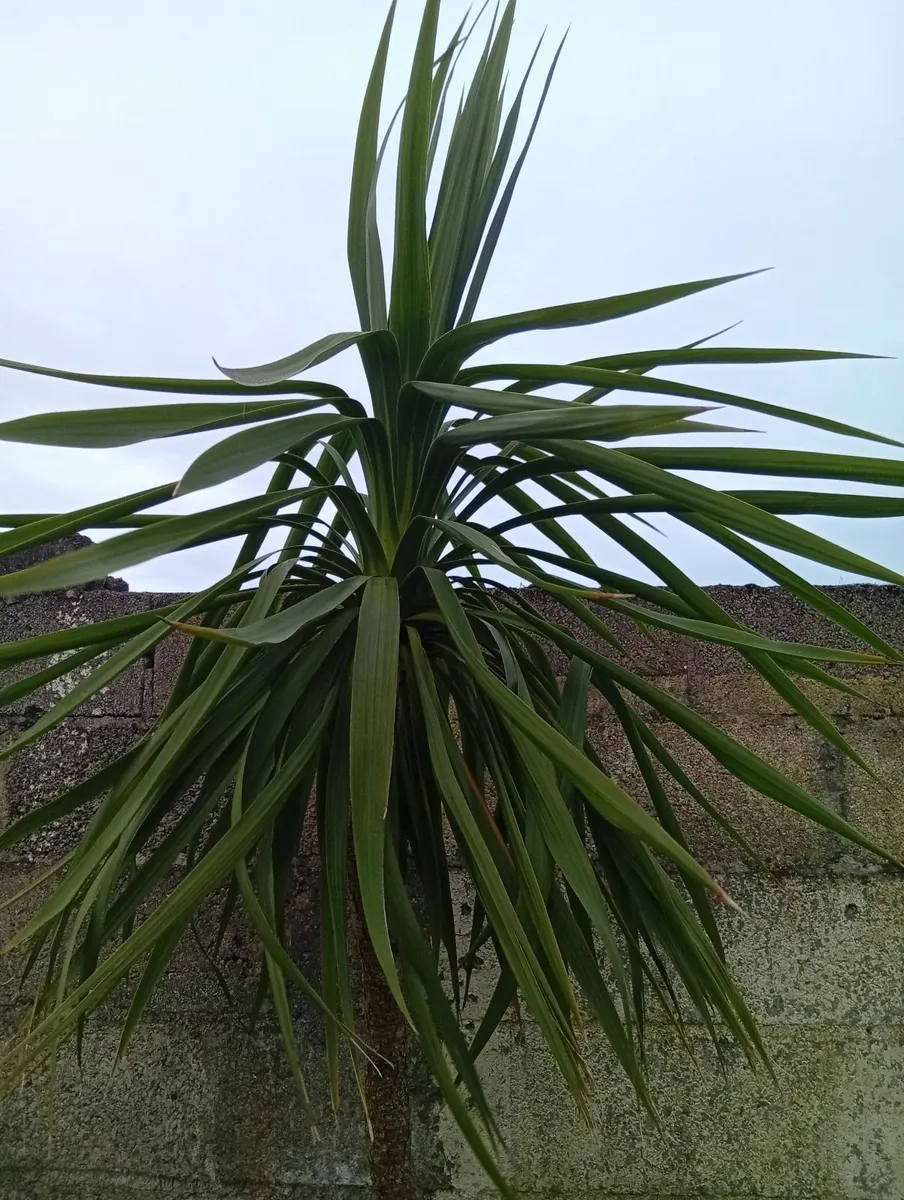 Huge 9.8ft Yucca palm tree in pot - Image 4
