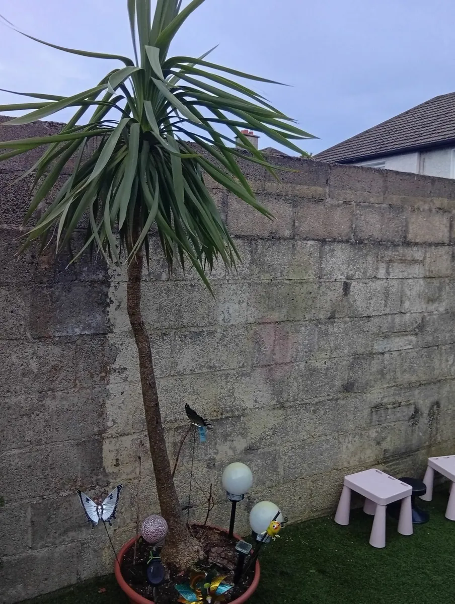 Huge 9.8ft Yucca palm tree in pot - Image 1