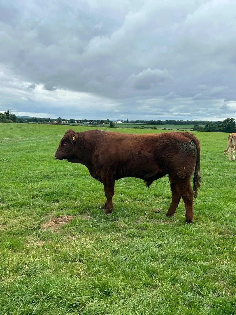 Saler Bull - Image 3