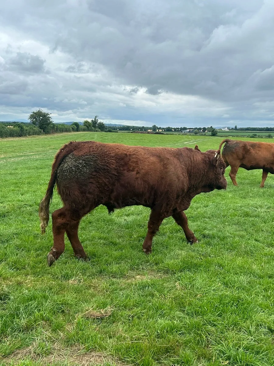 Saler Bull - Image 2