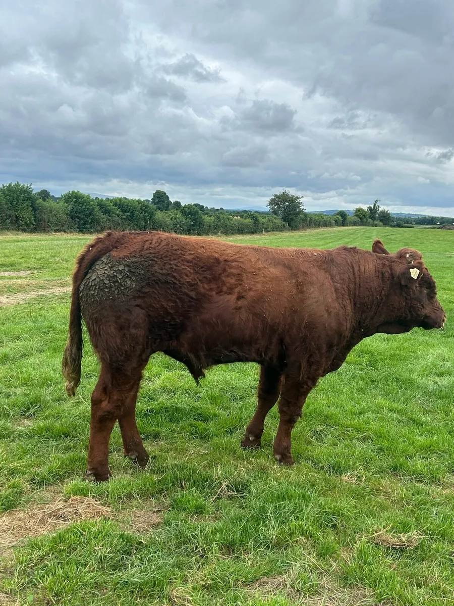 Saler Bull - Image 4
