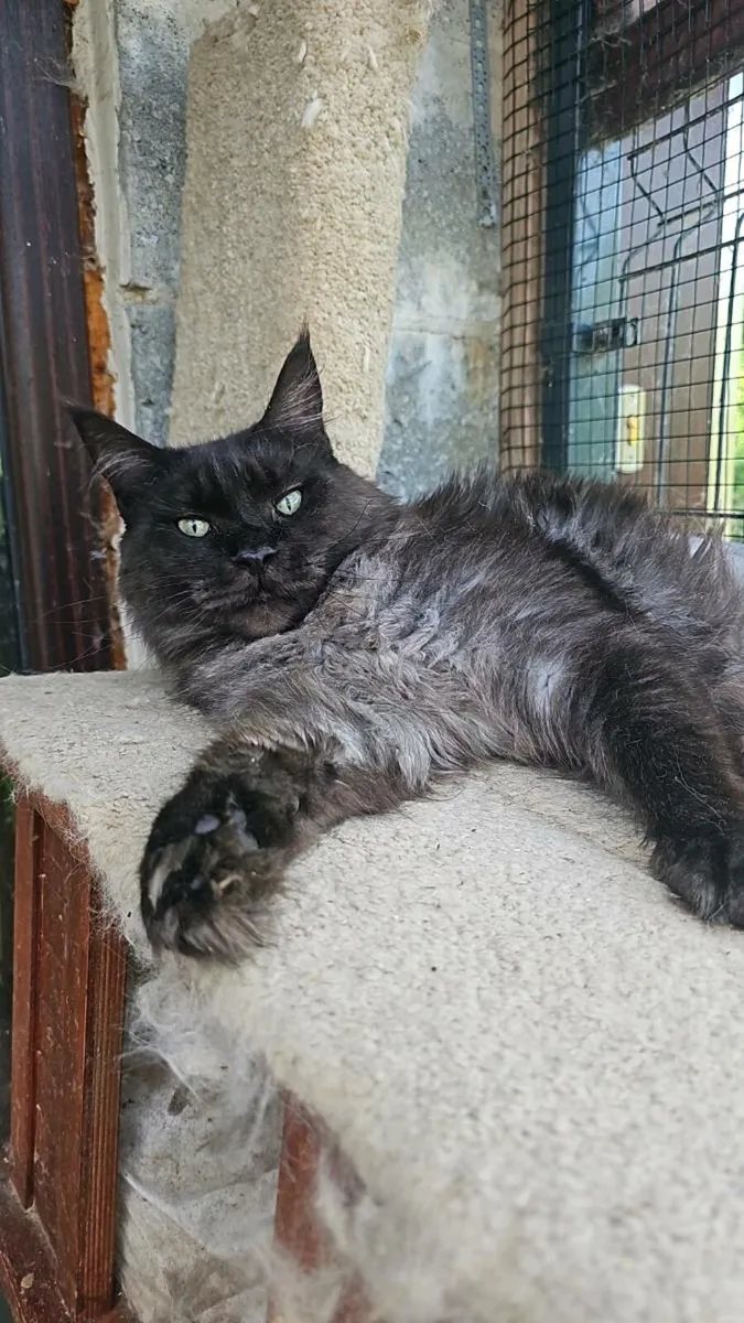 Maine Coon girl available
