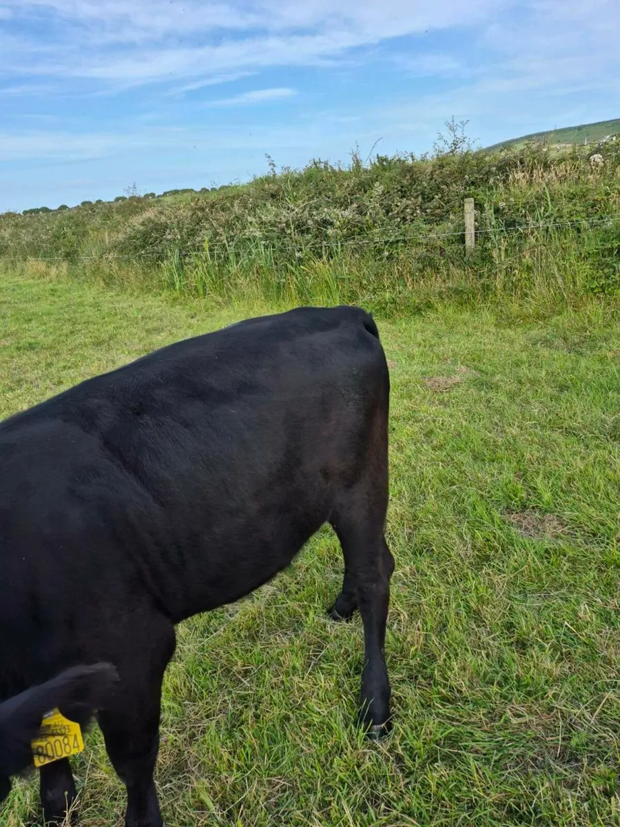 Dexter Angus Cross Certified Organic - Image 2