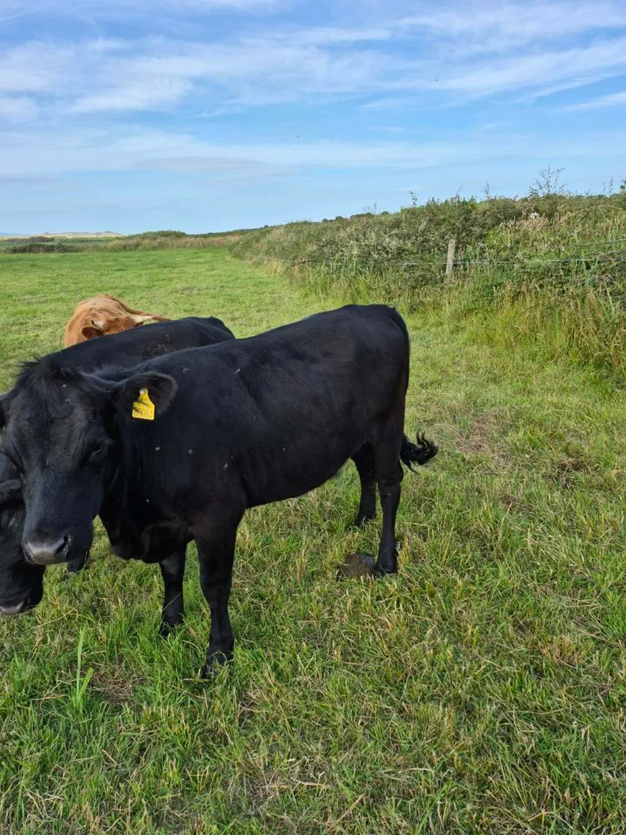 Dexter Angus Cross Certified Organic - Image 3