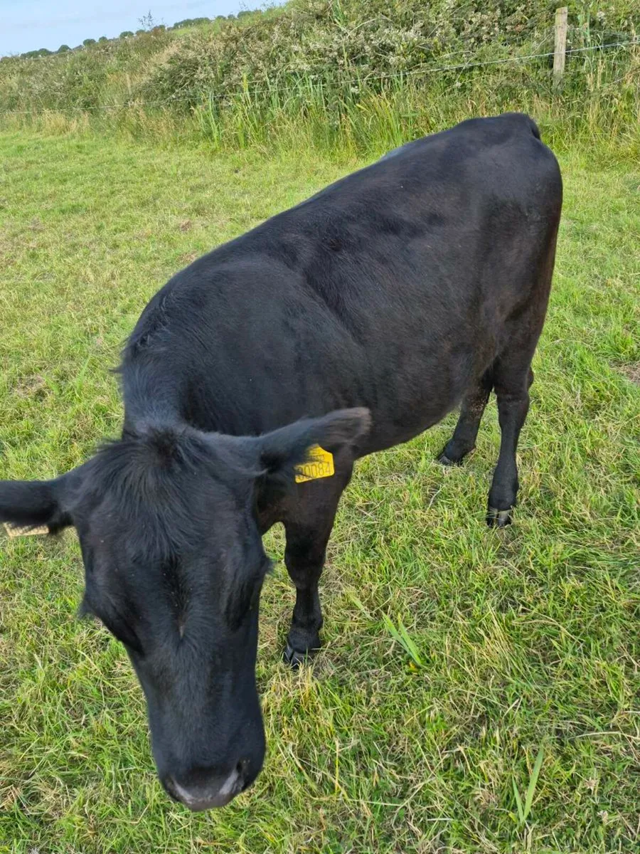 Dexter Angus Cross Certified Organic - Image 4