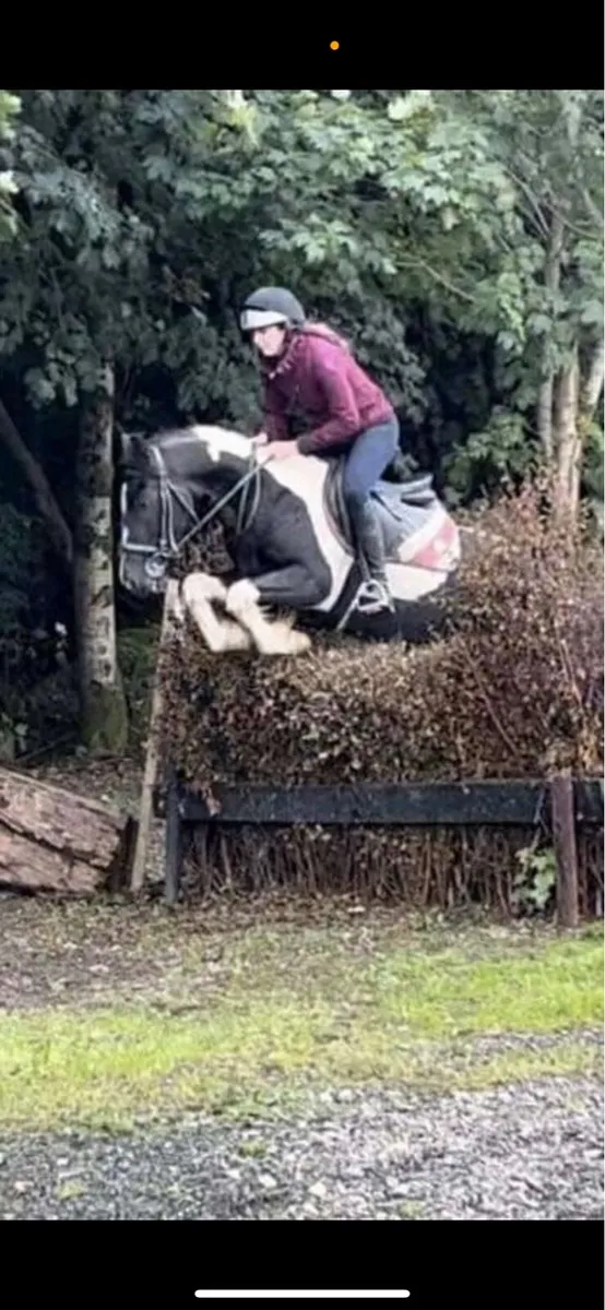 pony - Image 1