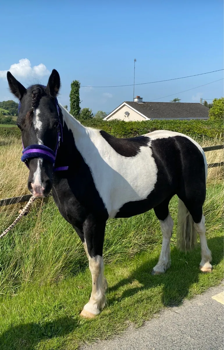 pony - Image 2
