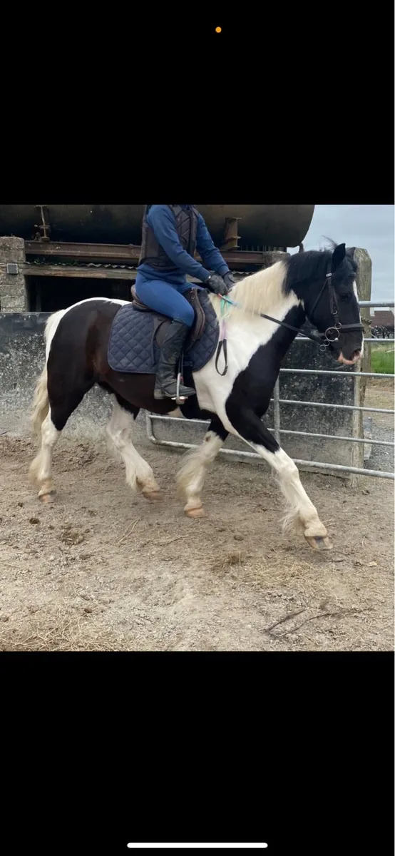 pony - Image 3