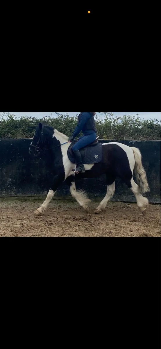 pony - Image 4