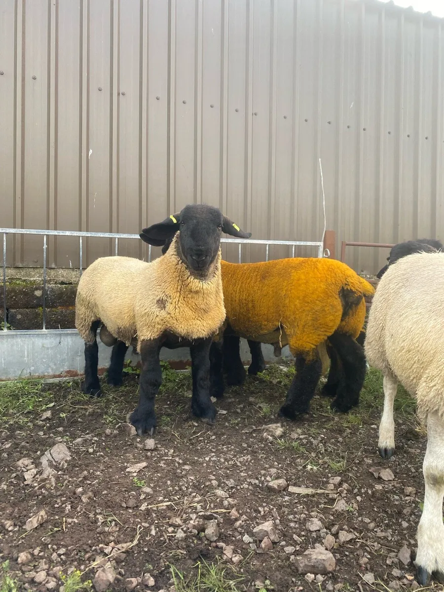 Pedigree Suffolk ram lambs - Image 1