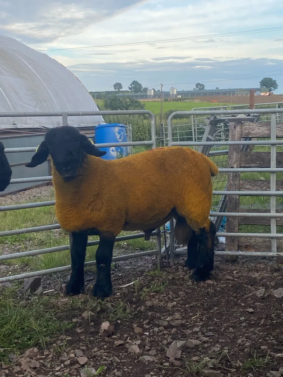 Pedigree Suffolk ram lambs - Image 2