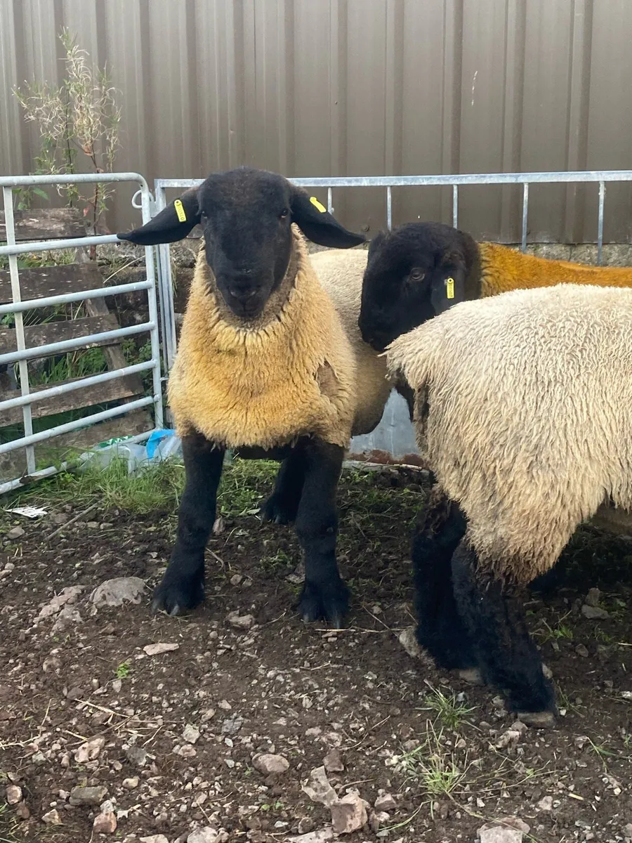 Pedigree Suffolk ram lambs - Image 3