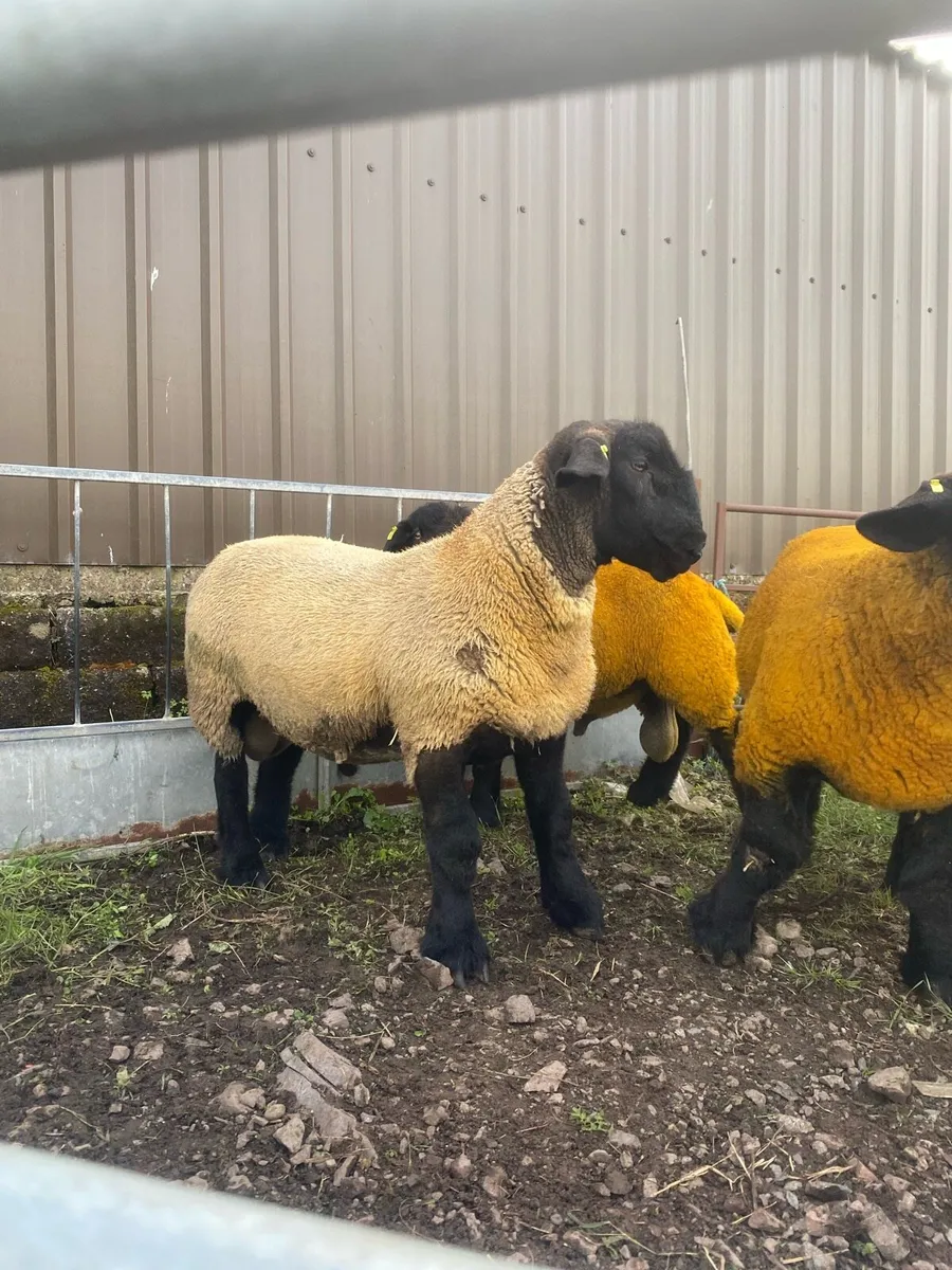 Pedigree Suffolk ram lambs - Image 4