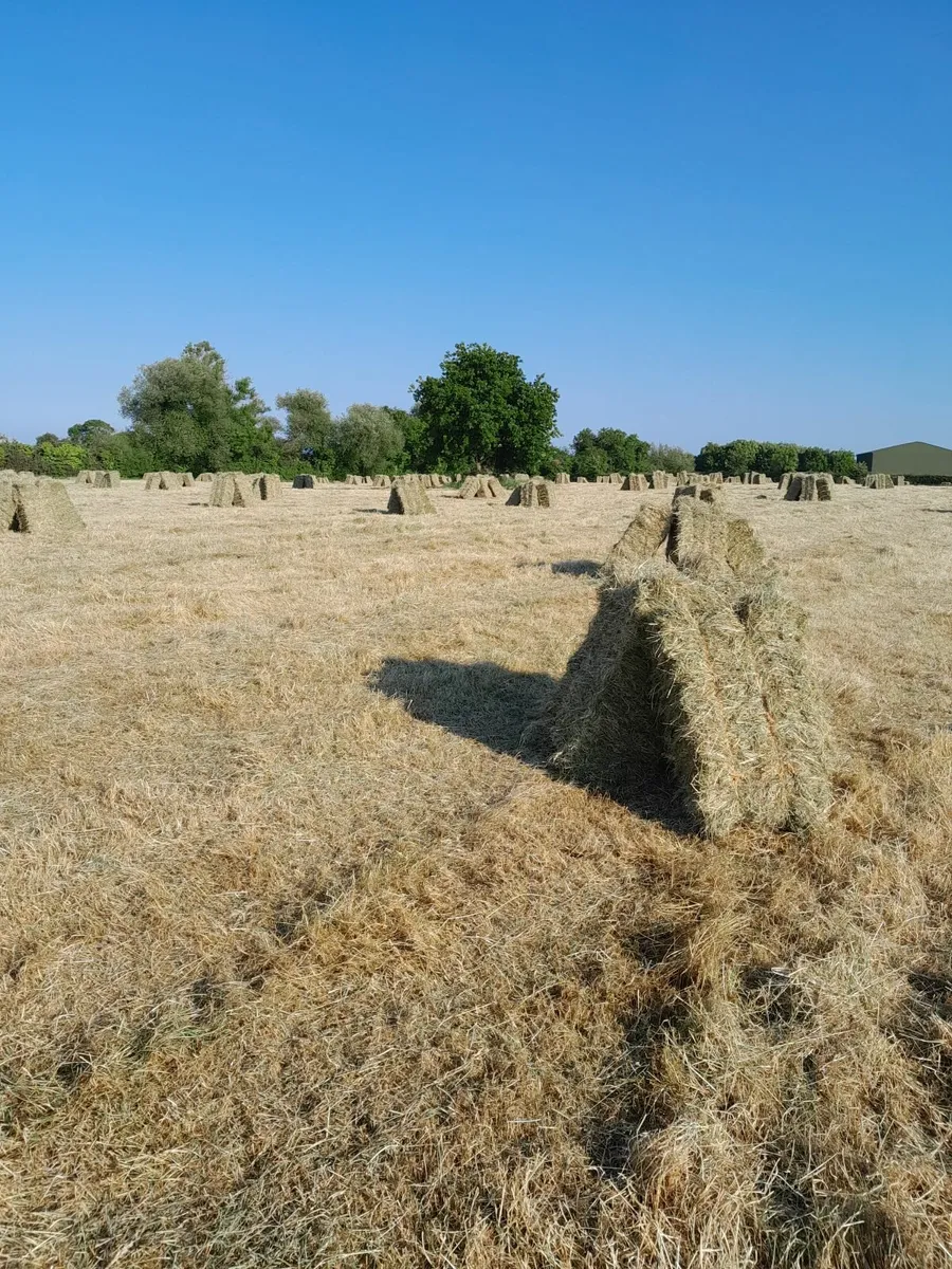 Small square bales of hay for sale.