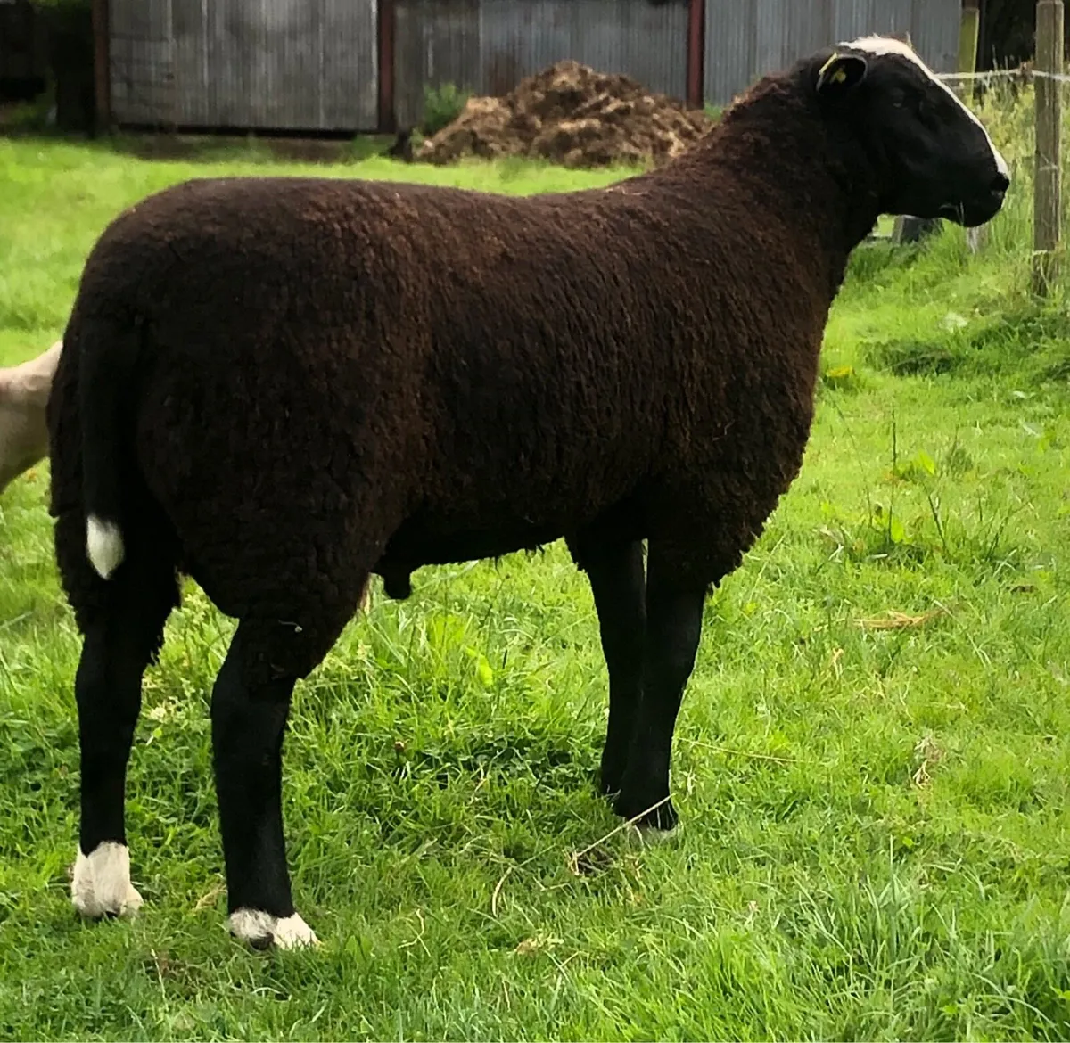 SIS Eligible Zwartble Ram Lamb - Image 1