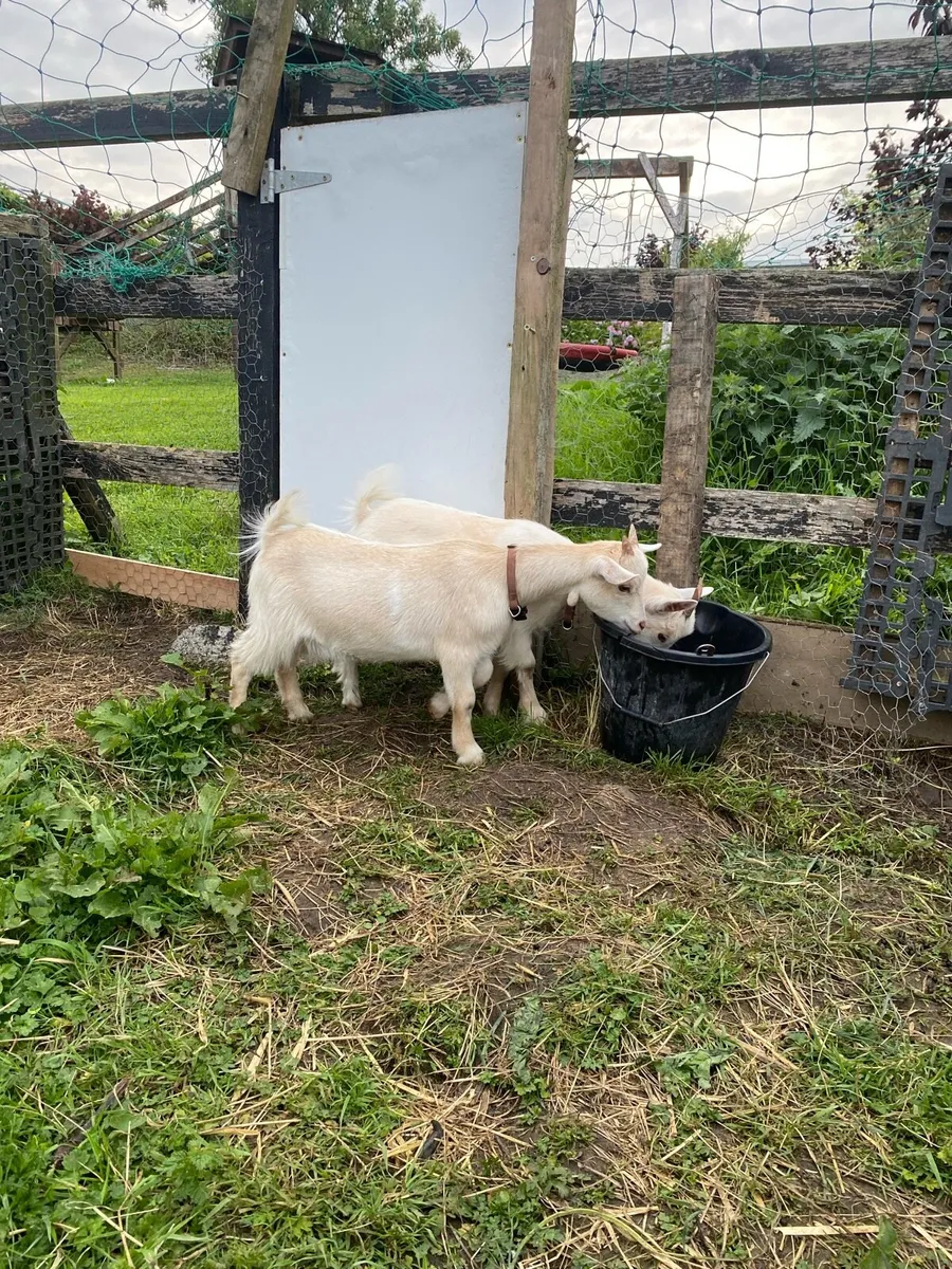 Pygmy goats for sale - Image 2