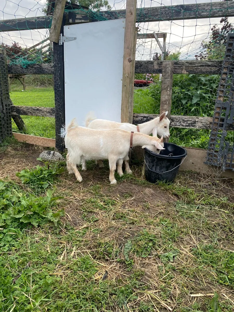 Pygmy goats for sale - Image 3