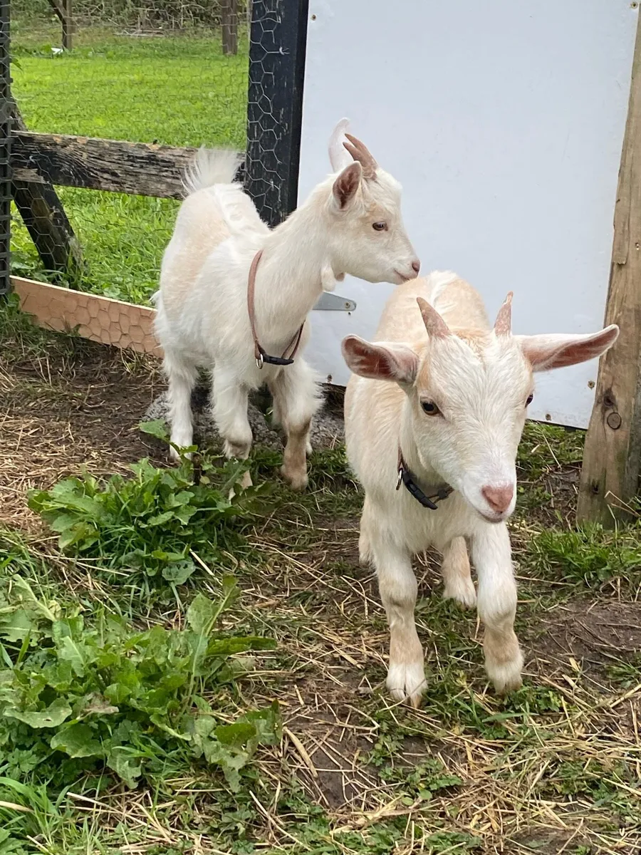 Pygmy goats for sale - Image 1