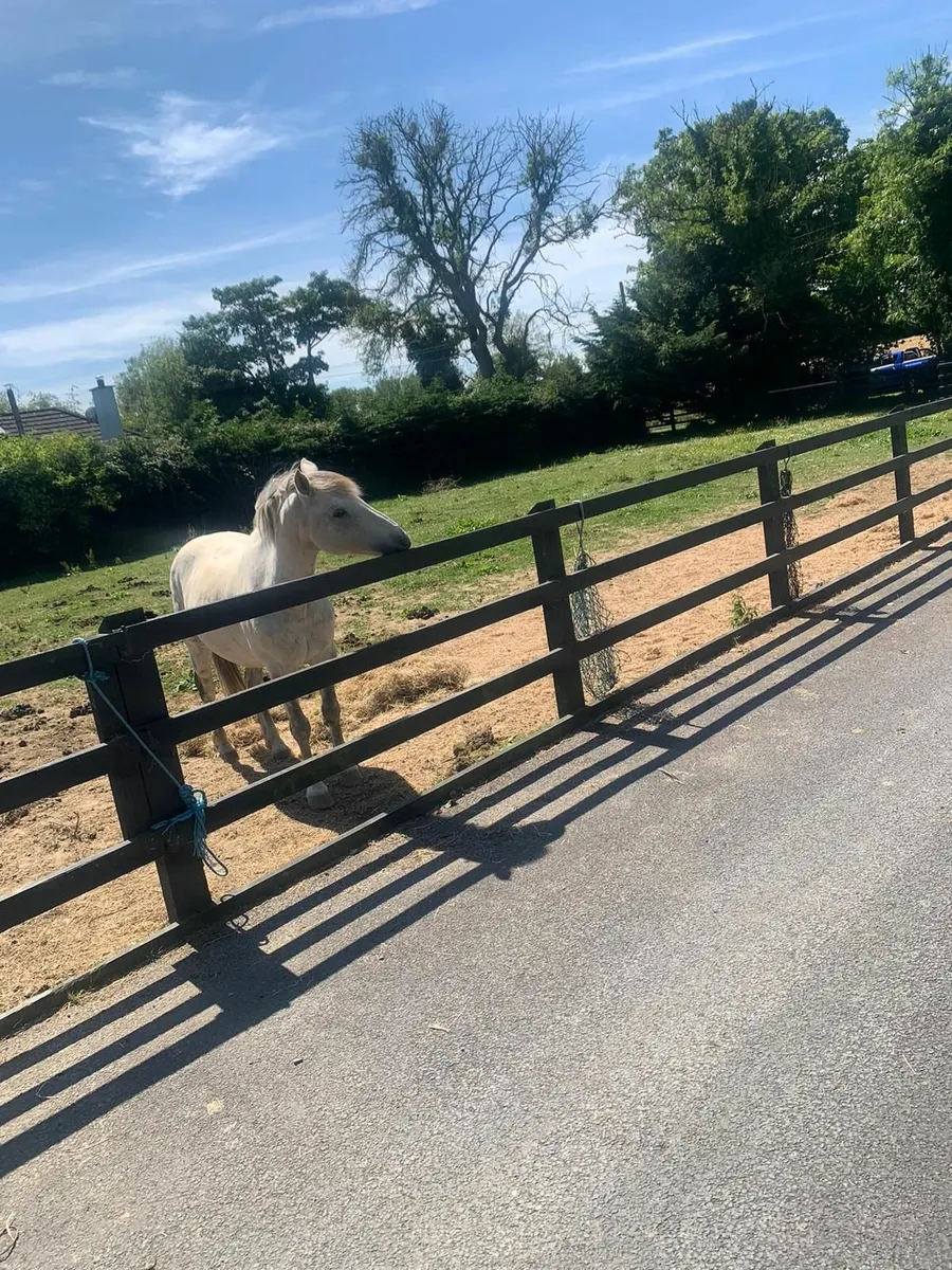 Pony for part loan - Image 1