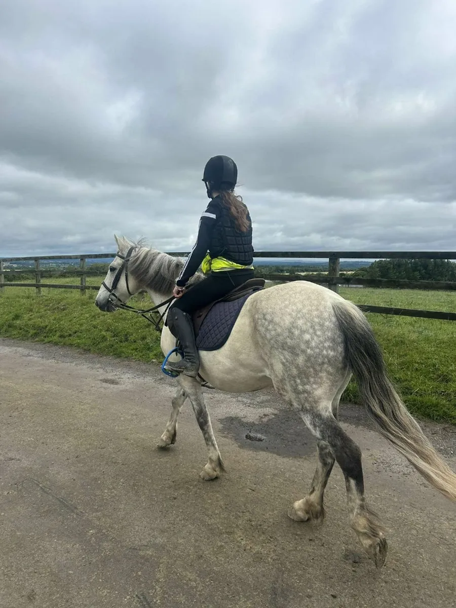 Pony for part loan - Image 3