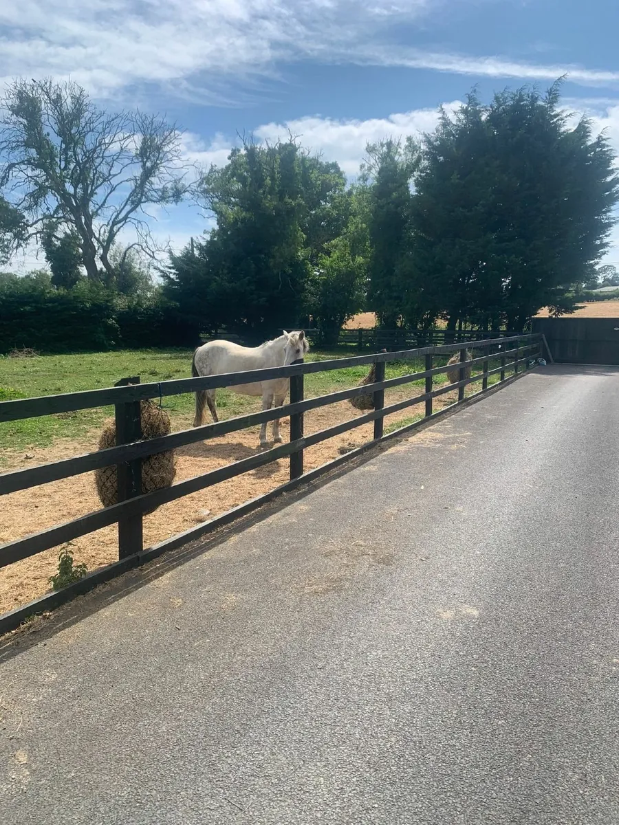 Pony for part loan - Image 4