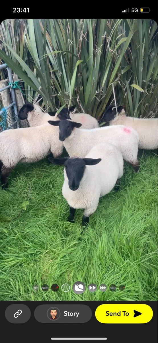 💥Suffolk mule ewe lambs💥 - Image 1
