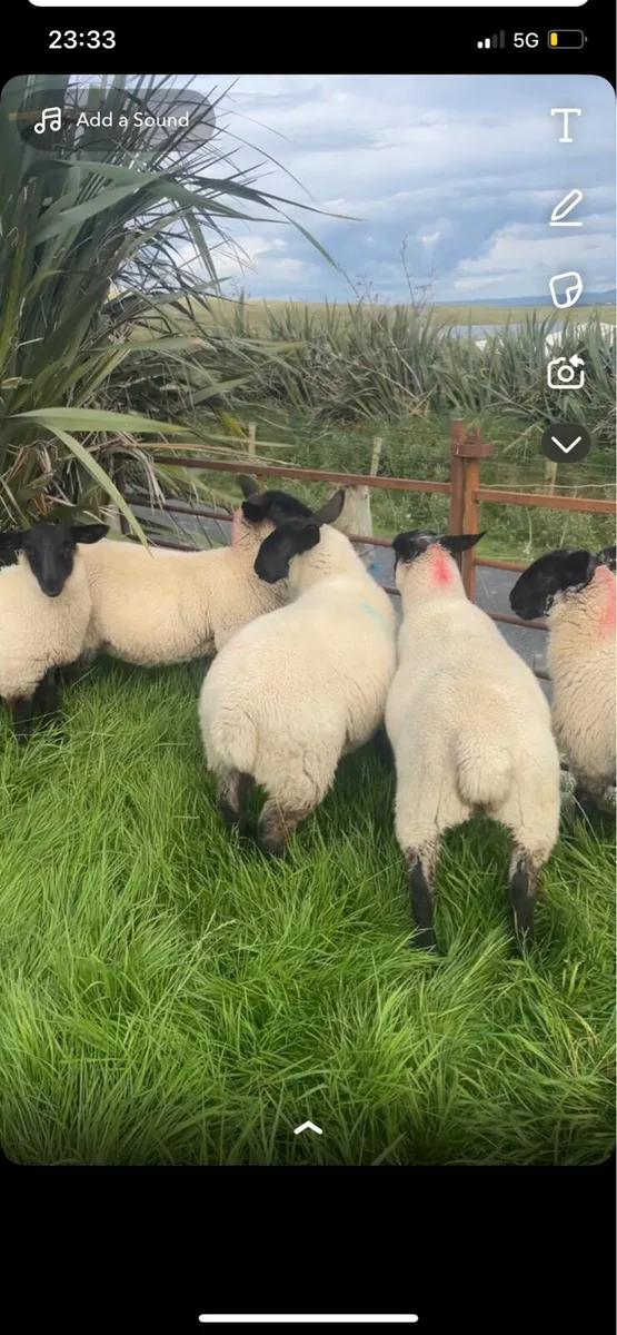 💥Suffolk mule ewe lambs💥 - Image 2