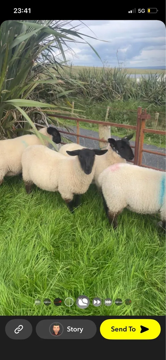 💥Suffolk mule ewe lambs💥 - Image 3